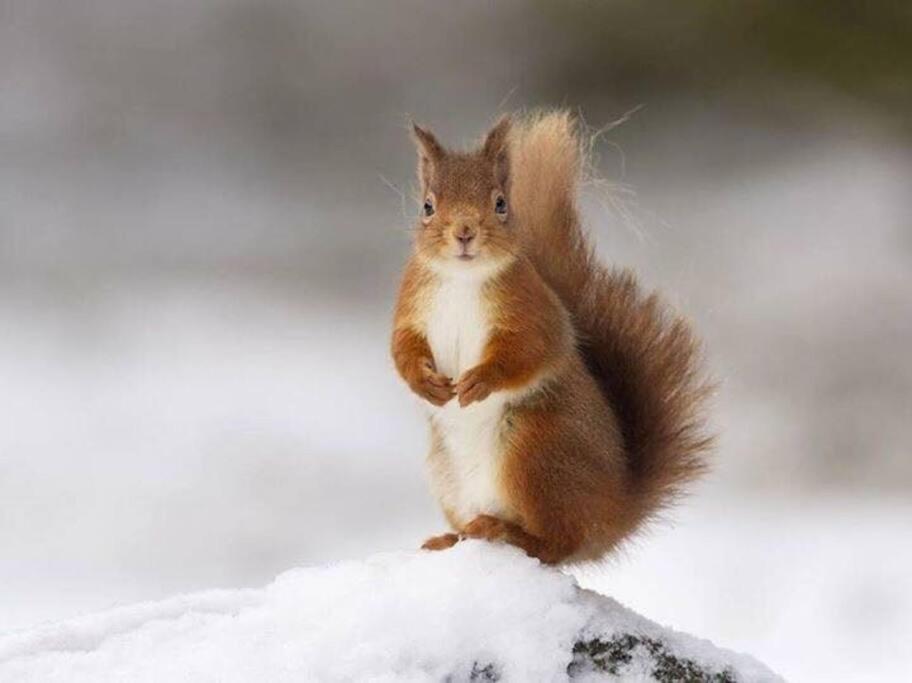 Red Squirrel Log Cabin With Hot Tub Keith Extérieur photo